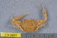 藏品(顆粒蟳)的圖片